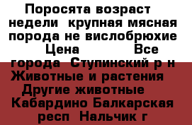 Поросята возраст 4 недели, крупная мясная порода(не вислобрюхие ) › Цена ­ 4 000 - Все города, Ступинский р-н Животные и растения » Другие животные   . Кабардино-Балкарская респ.,Нальчик г.